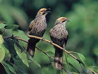 Habitat Burung Cucak Rowo Yang Sudah Langgka Dan Kicaunya Yang Merdu