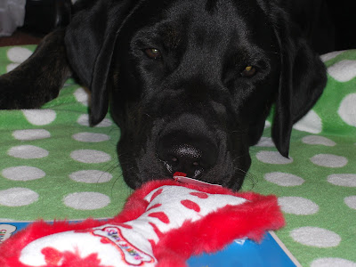 picture of Rudy's cute face eying one of the valentine's stuffies