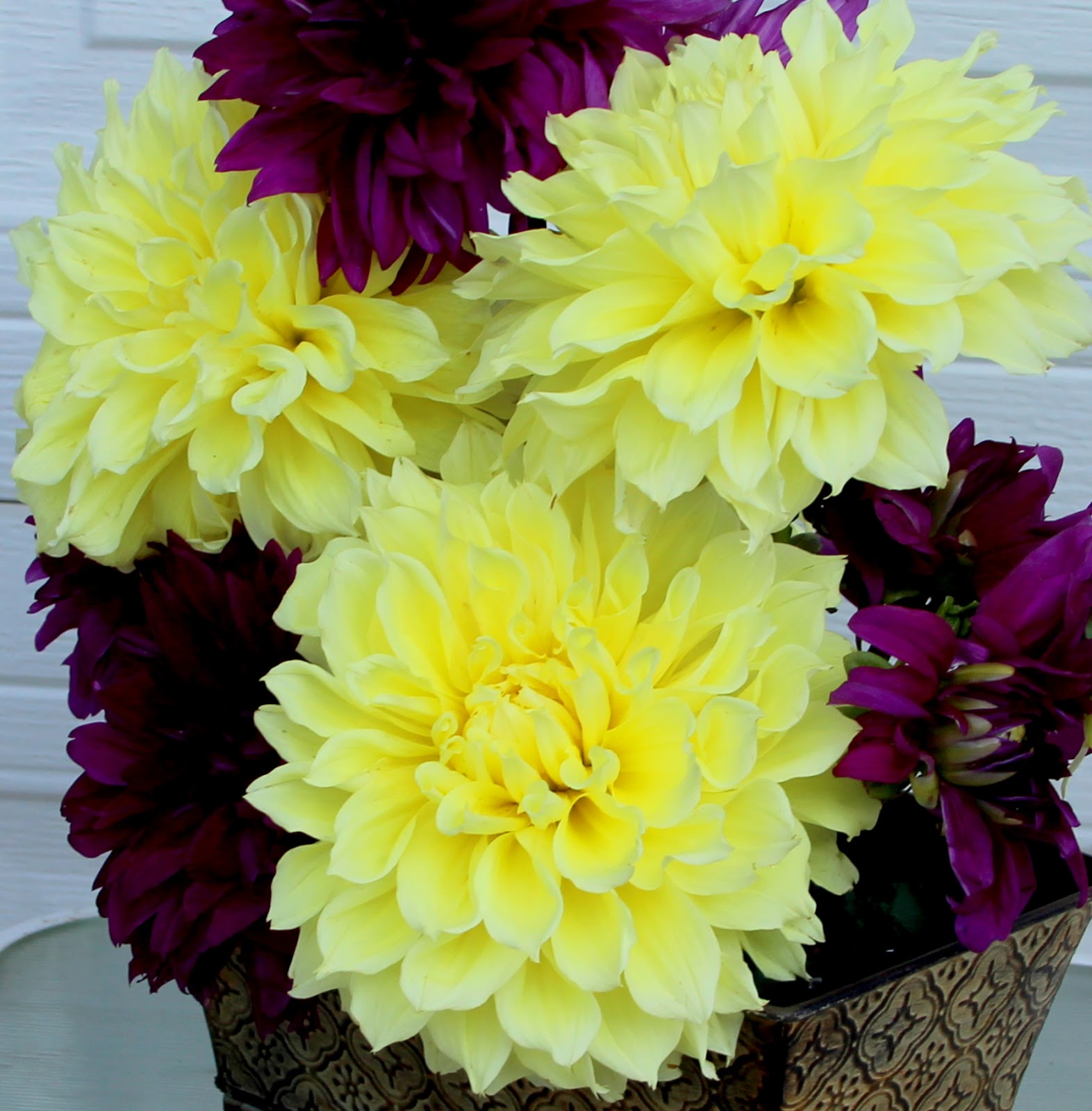 DINNER PLATE DAHLIAS COMPLIMENTARY COLORS ADD DRAMA TO ARRANGEMENTS
