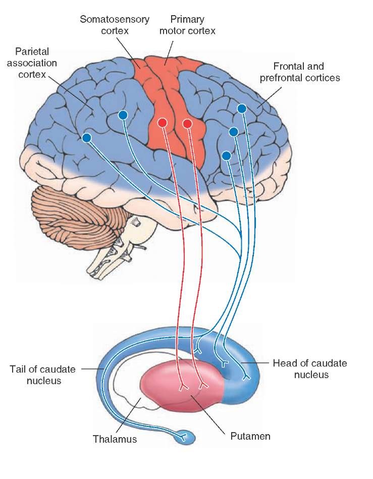 Structure Of The Basal Ganglia
