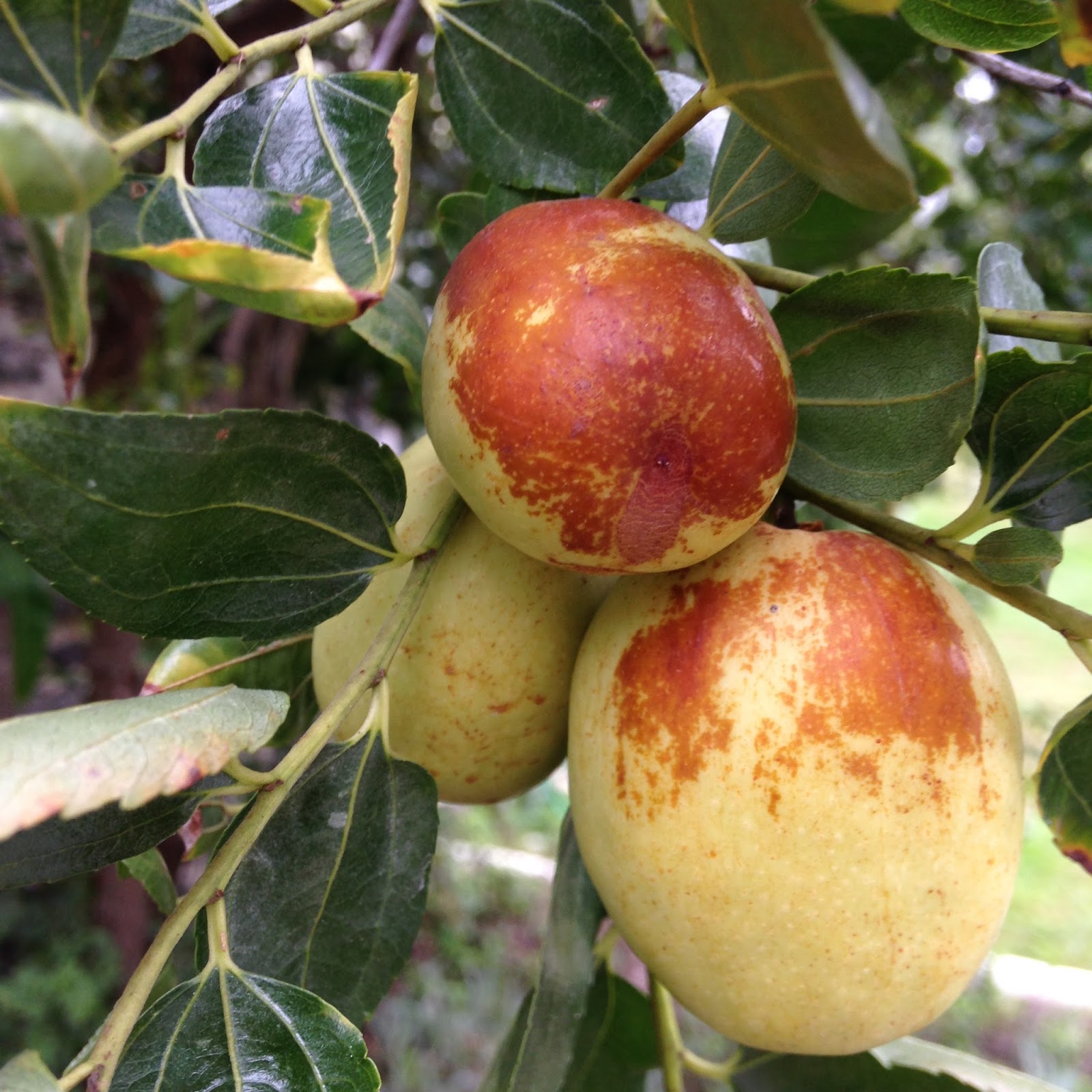 Notes from the Farm Notes from Your Farm Jujube, Pollinator Garden
