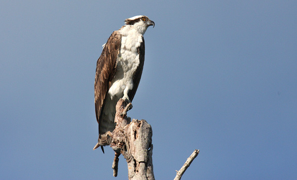 Seahawk Seahawk