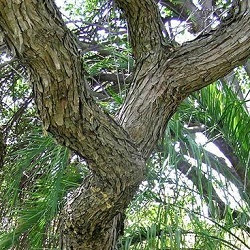 tronco de Acacia visco