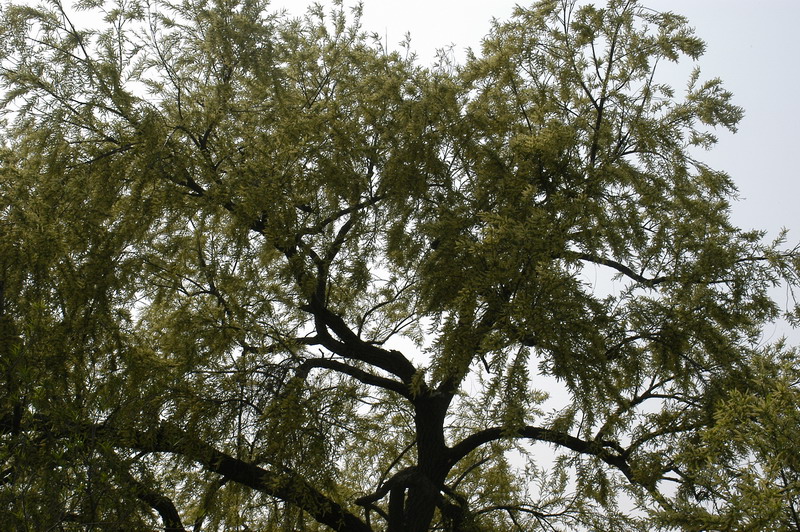 Árboles Nativos Sauce Criollo (Salix humboldtiana)