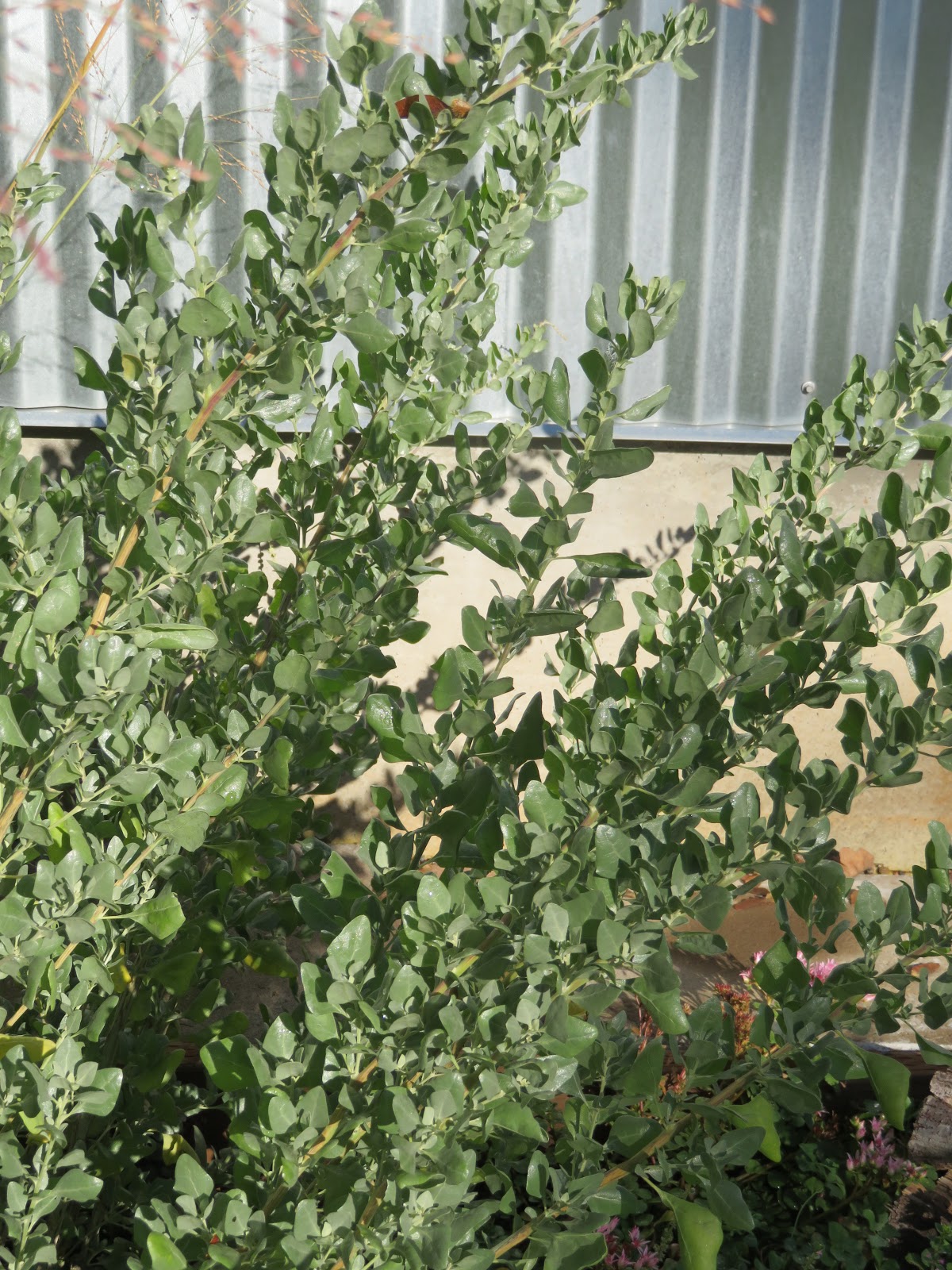 Colorado Mountain Gardener A Native In The Garden Oregon Grape