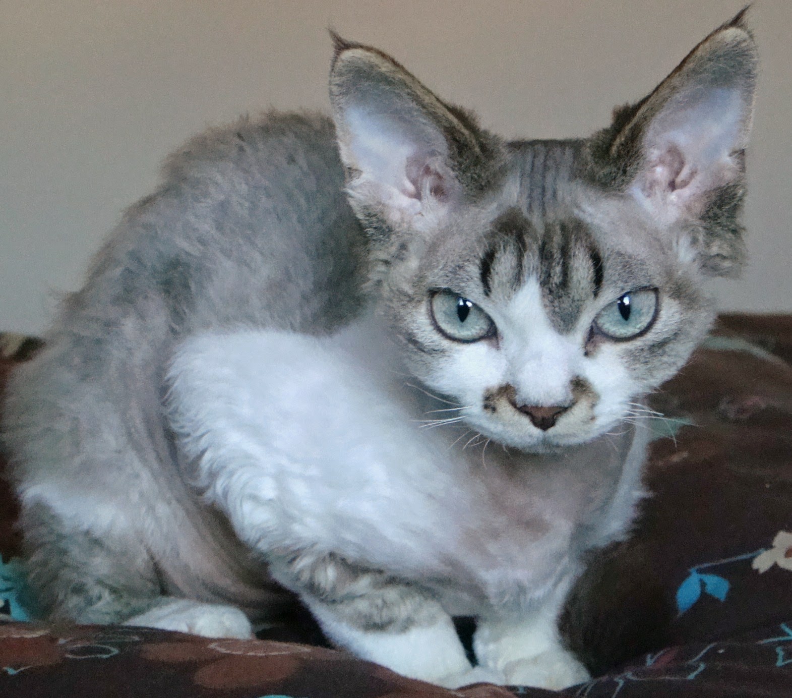 Pati Dokunuşu Devon Rex Kedileri