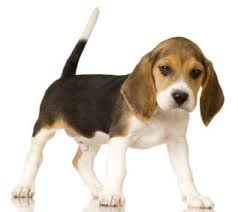 Anjing Ras Beagle