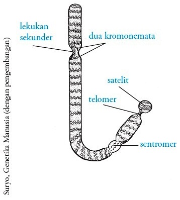 Bentuk kromosom dengan letak sentromer agak jauh dari ujung kromosom dan biasanya membentuk huruf l atau j adalah bentuk