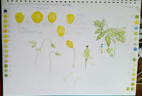 Initial Studies Welsh Poppy©2018 Polly o'Leary