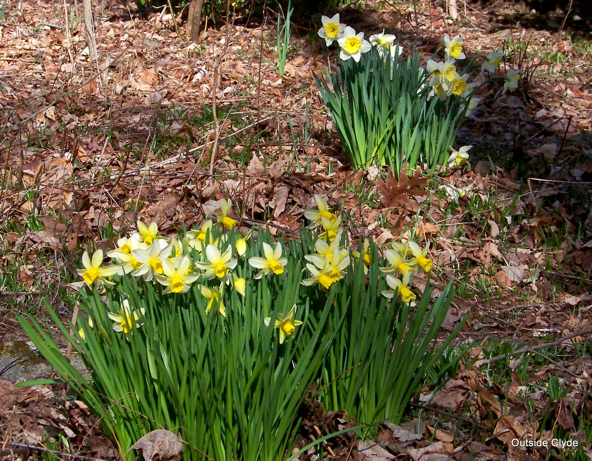 Outside Clyde Daffodils Before The Snowsquash