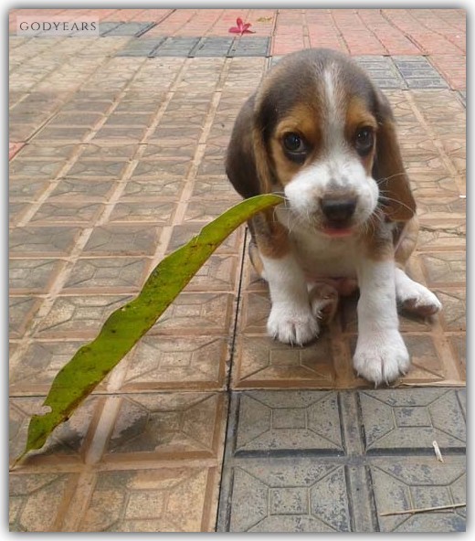 baby beagle playing with a leaf