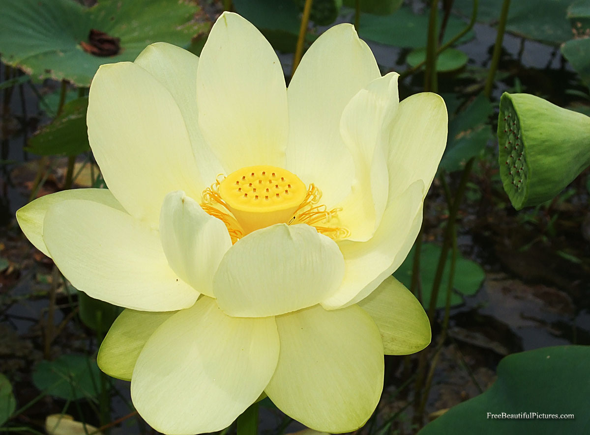 Flower Picture: Lotus Flower # 7