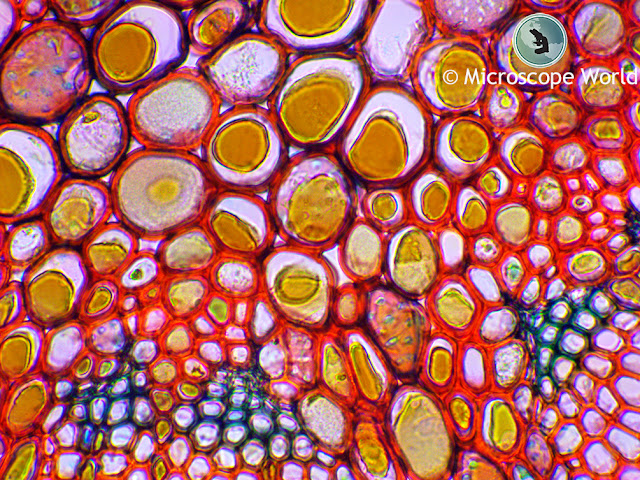 Woody stem cross section under the Richter Optica UX1 microscope at 400x.