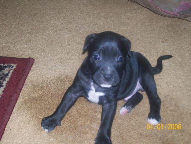 Cute Puppy Dogs black and white pitbull puppies