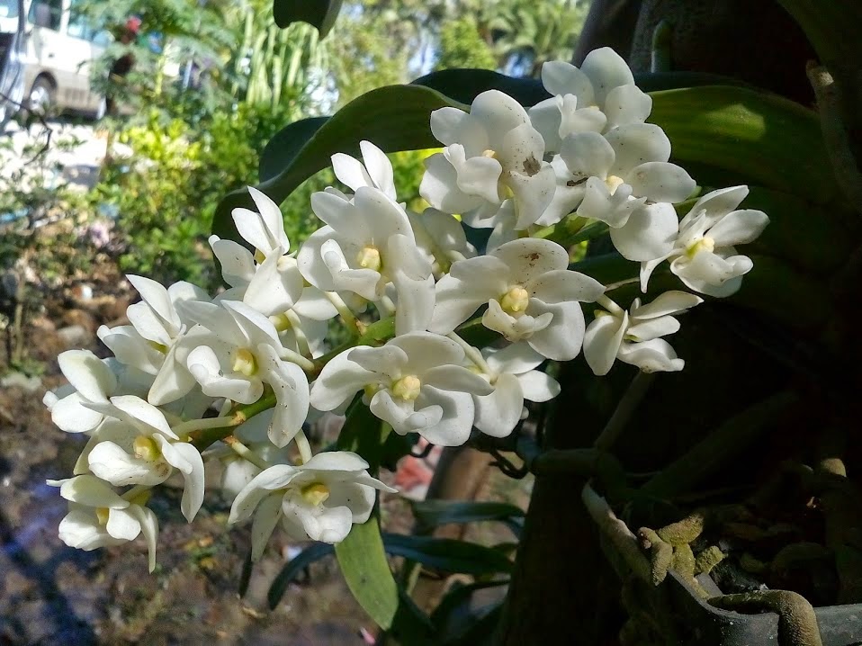 Ngọc Điểm trắng tuyền vừa nở hoa vào 02/2015