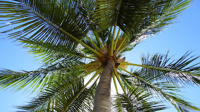 Zomer natuur achtergrond met een palmboom.