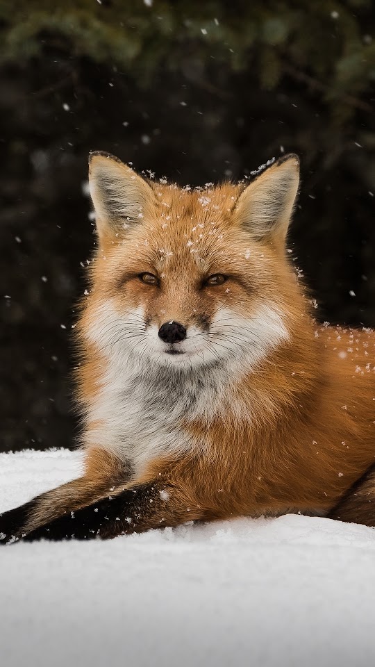 Wildlife Snow Fox Android Best Wallpaper