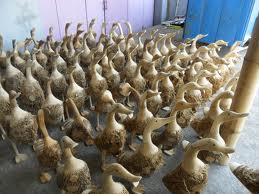 Ternak Bebek Cianjur Menguntungkan Dunia Cara Ternak Hewan Peluang Usaha Sampingan