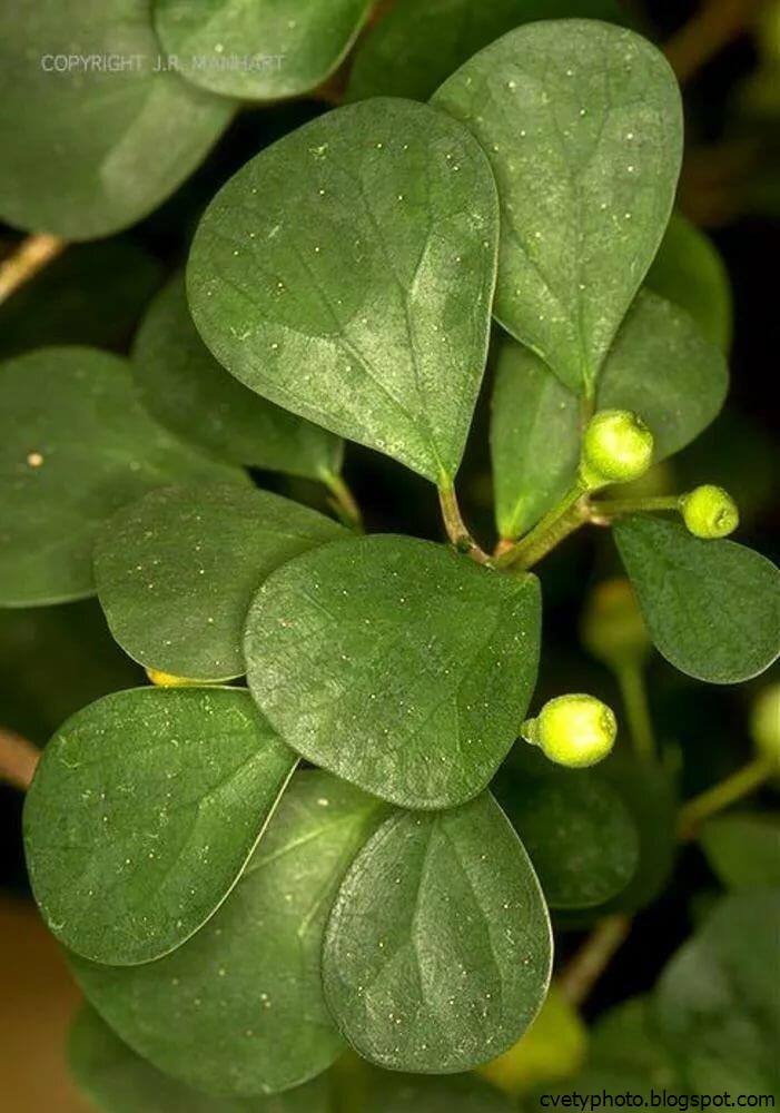 Имеет округлые листья. Фикус разнолистный. Фикус дельтовидный разнолистный. Ficus deltoidea (фикус дельтовидный) .. Фикус разнолистный диверсифолия.