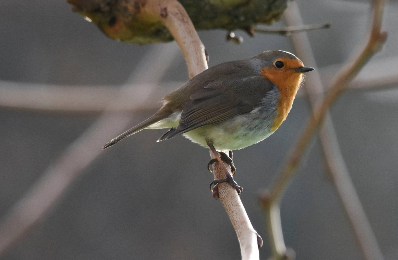 L'echo: LES OISEAUX DE NOS CAMPAGNES;