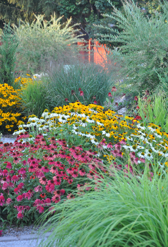 Three Dogs in a Garden Echinacea Plant them for the Bees & Butterflies