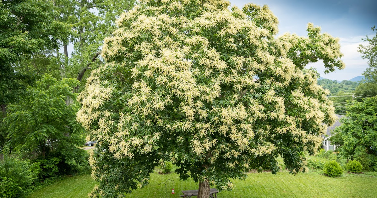 Taiyo's Meanderings Ornamental Japanese Chestnut