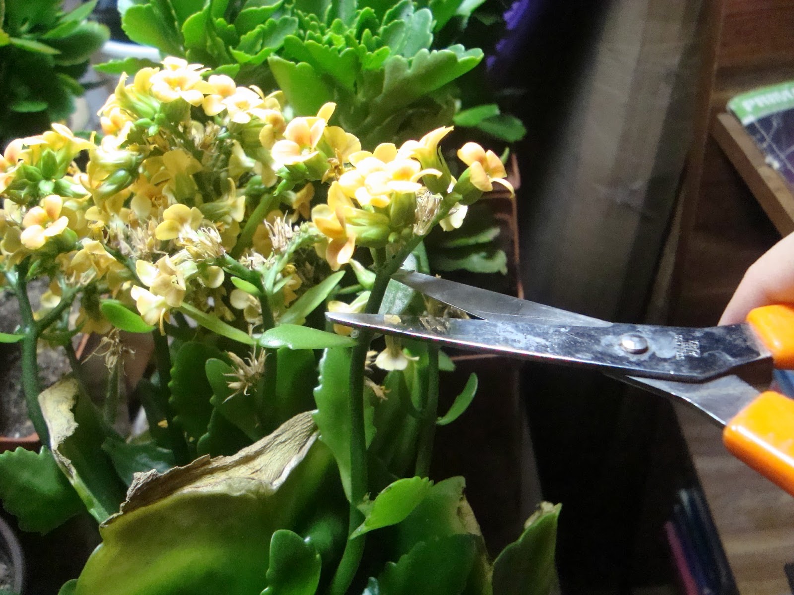 Anything On Ocarina Kalanchoe Care Chapter 2 Pruning.