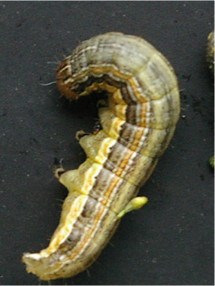 true-armyworm
