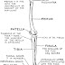Leg Bones Diagram : figuredrawing.info news: Leg anatomy - process - The hip joint is one of the most important joints in the human body.