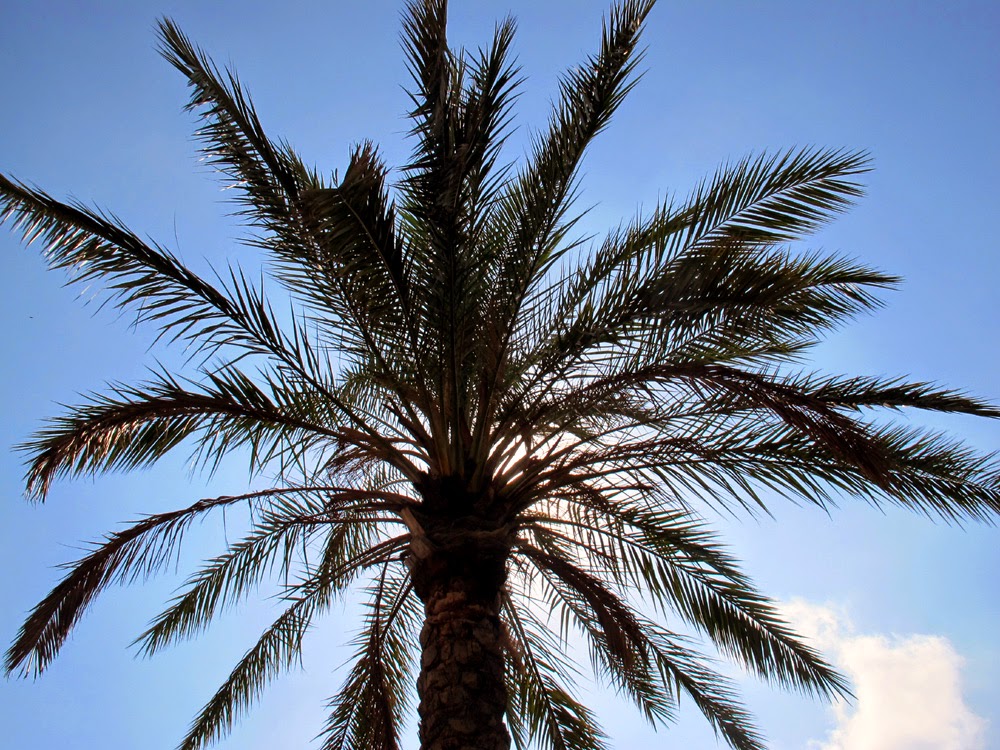 Valencia palm trees