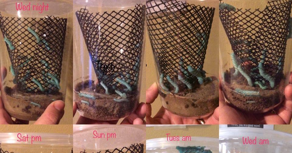 feeding-hornworms-to-bearded-dragon-10.jpg