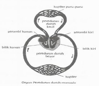 soal usbn sd 2020 tentang peredaran darah