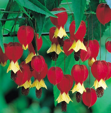 Flower Show: japanese lantern plant photo