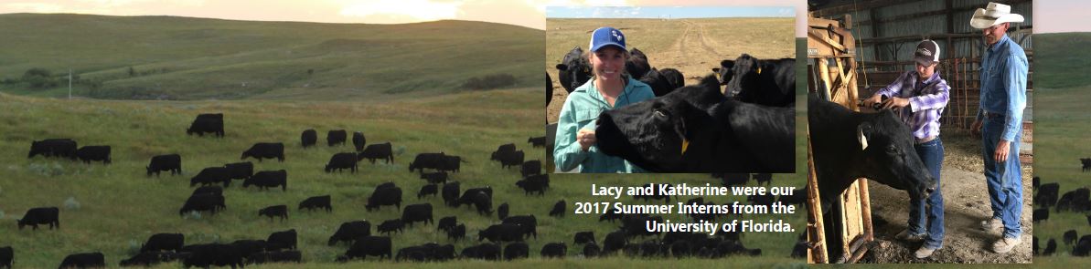 Strommen Ranch Hiring 2018 Summer Interns - UF/IFAS Animal Sciences ...