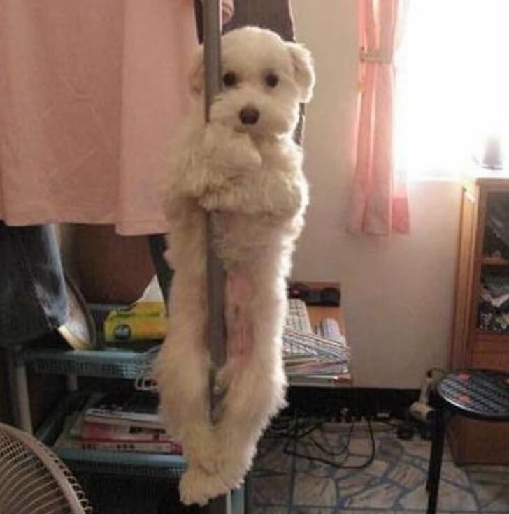 23 Incredibly Hilarious Pictures Of Dogs Being Dogs