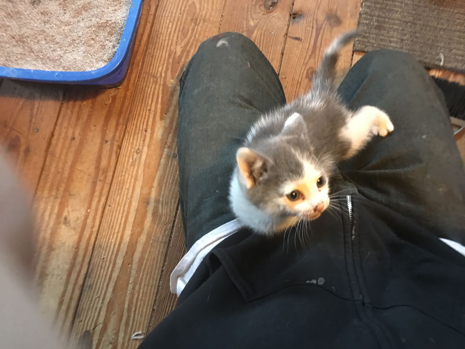 Thebean November 2018