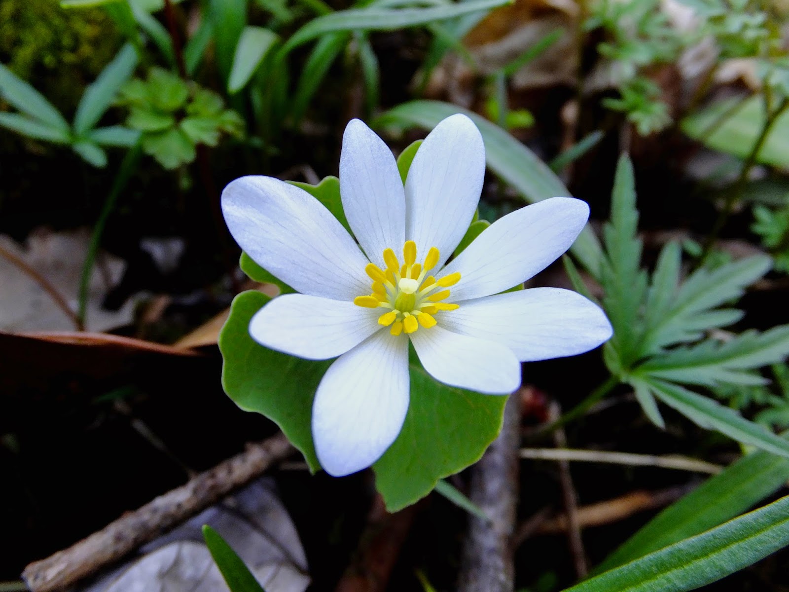 Plants Amaze Me Spring Wildflowers in Southwest Michigan