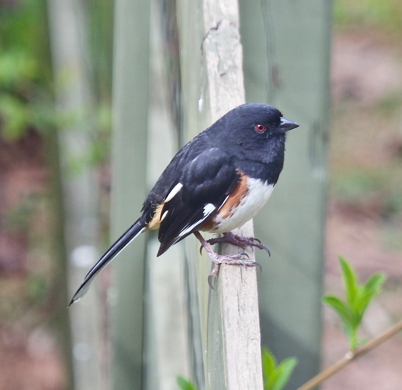 A RABBIT IN THE GARDEN