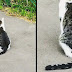 30 Adorable Pictures Of Cats Whose Fur Markings Make A Statement