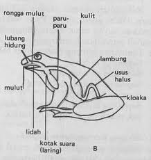 ALAT PERNAPASAN  PADA  HEWAN  asa generasiku