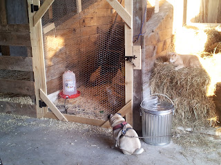 In the barn, Cody and Bo watching the hens