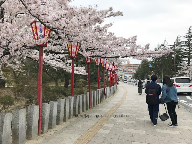 Kaiseizan Daijingu Shrine Sakura