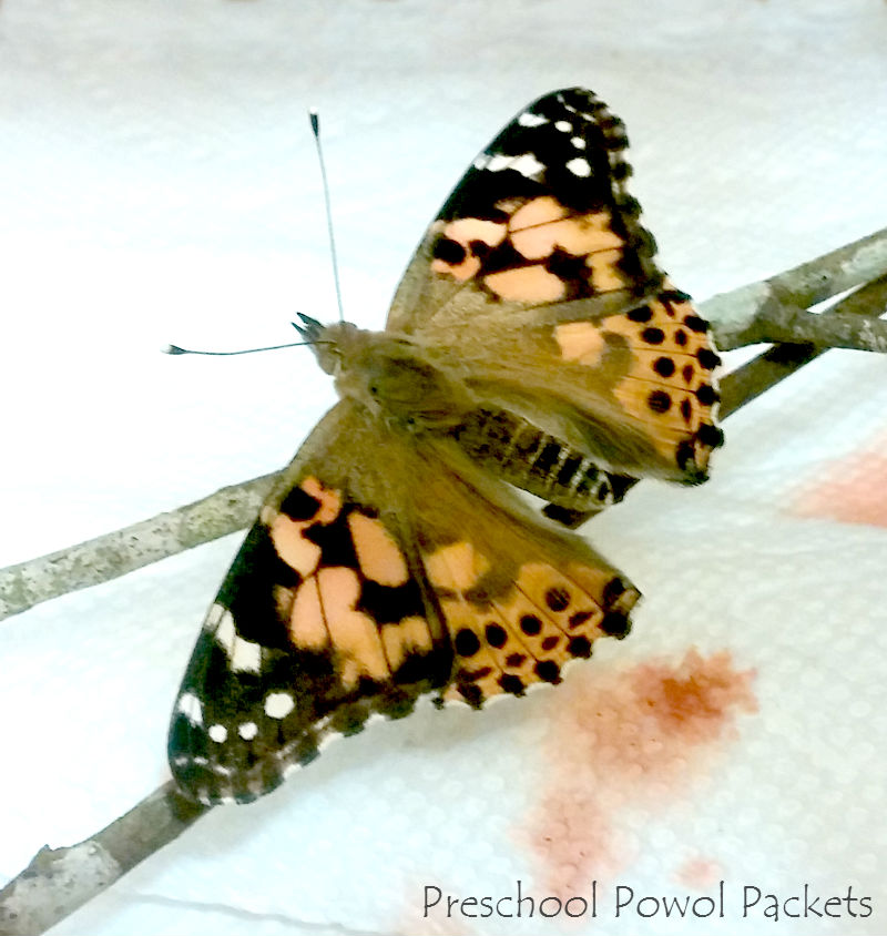 Raising Painted Lady Butterflies and Watching them Hatch! Preschool Powol Packets