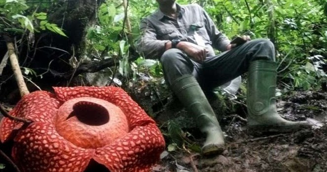  Bunga  Rafflesia  Terbesar  Di  Dunia  Ada Di  Indonesia Sains Box