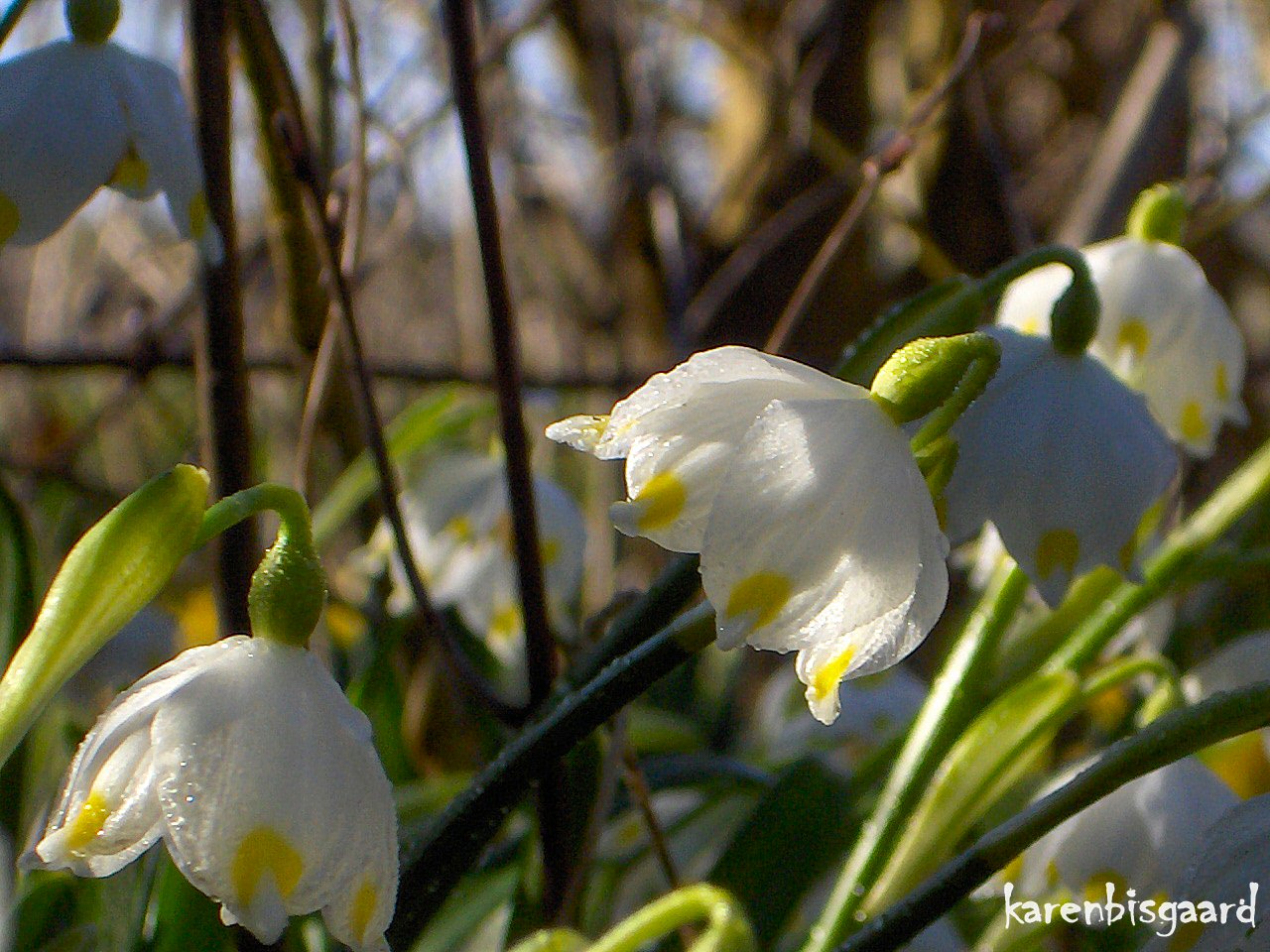 Karen`s Nature Photography Snowflake Flowers in Cold Spring.