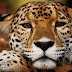 Jaguares