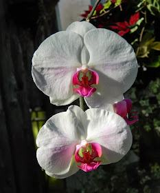 Moth orchid (Phalaenopsis hybrid) by garden muses-not another Toronto gardening blog