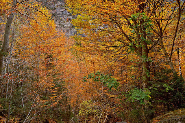 Otoño en Ordesa