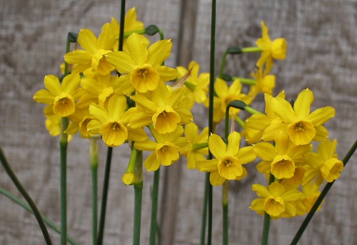 Green Girly: Zone 3 Flowers: Daffodils
