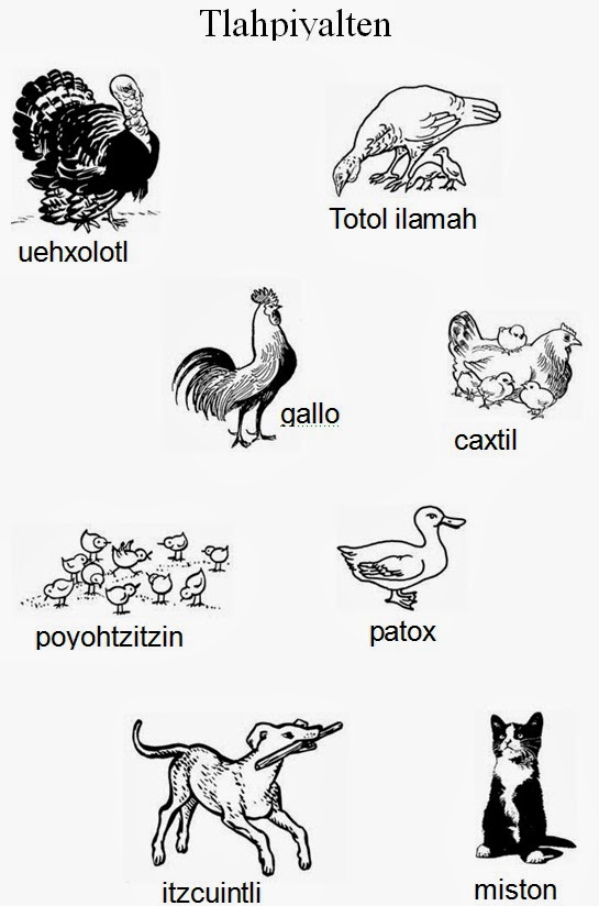 Como Se Dice En Nahuatl Gallina Como Se Dice En Nahuatl Gallina